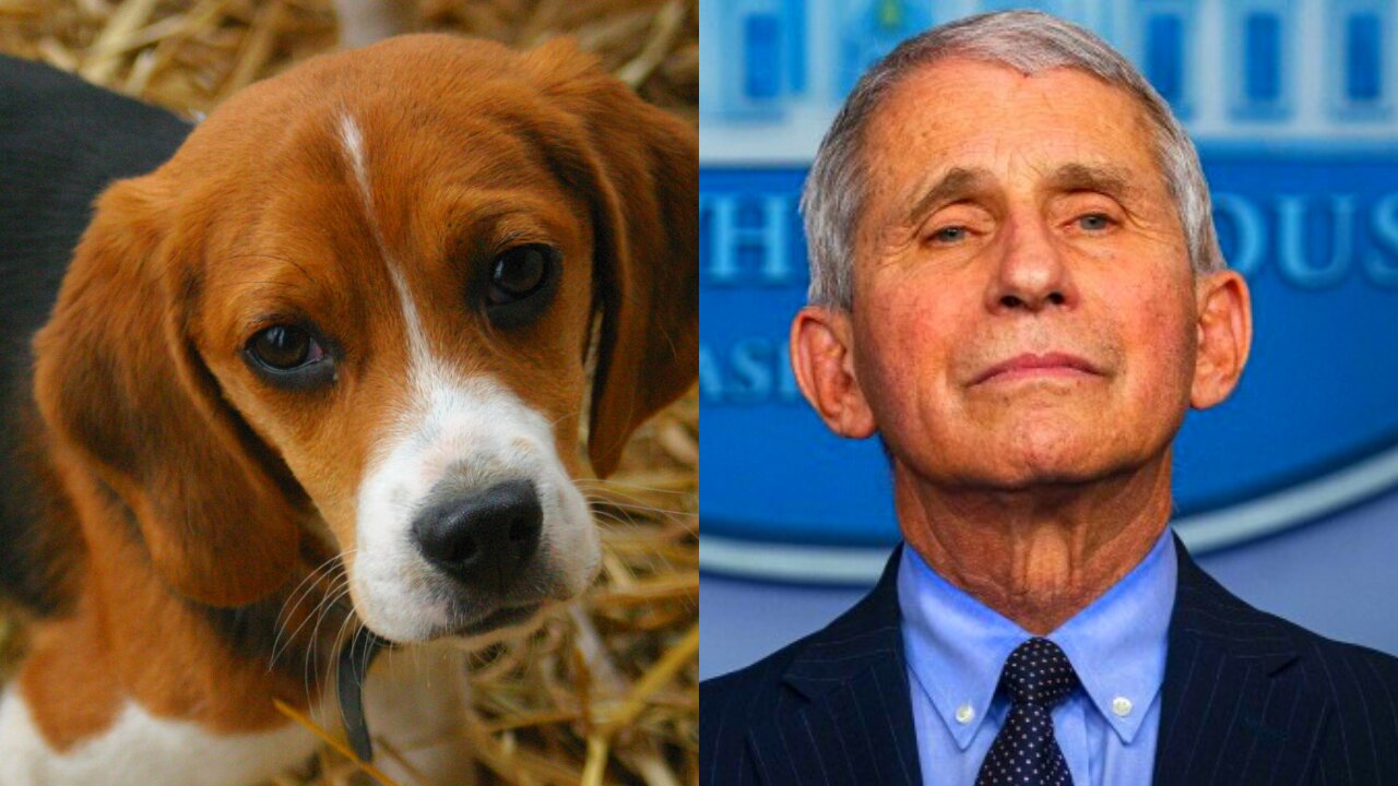 Fauci and NIAID Fund Horrendous Experiments on Beagle Puppies