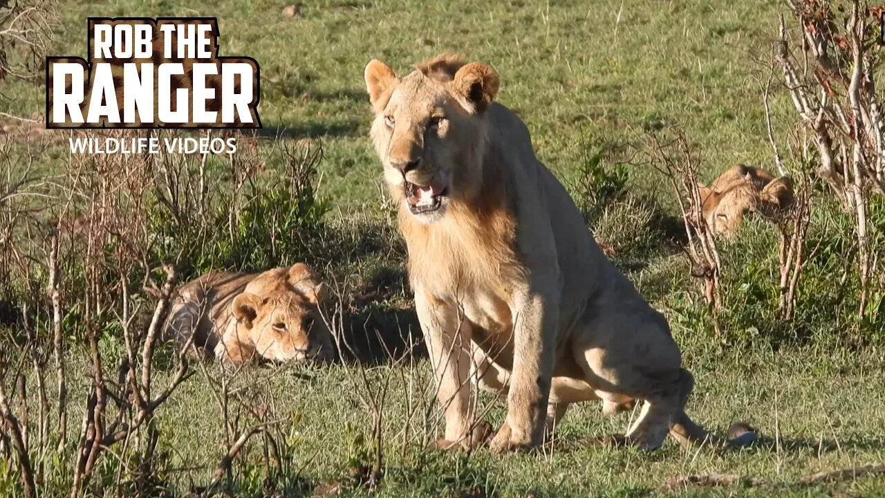 Lions Relax After A Meal | Maasai Mara Safari | Zebra Plains