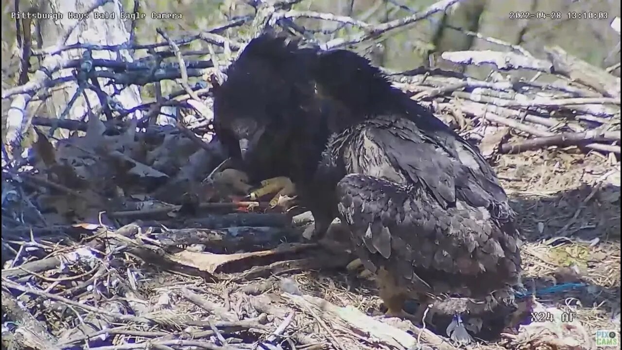 Hays Bald Eagles H16 H18 H17 Bone Picking Snack 2022 04 28 13:09