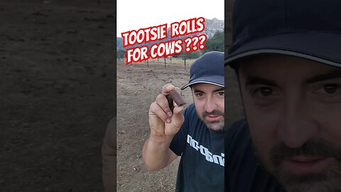 Tootsie Rolls For COWS ????