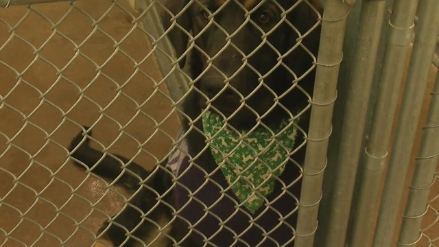 West Valley Humane Society pups receive donations to keep them warm