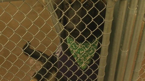West Valley Humane Society pups receive donations to keep them warm