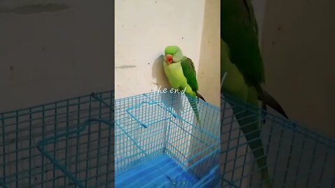 cute lovely parrot