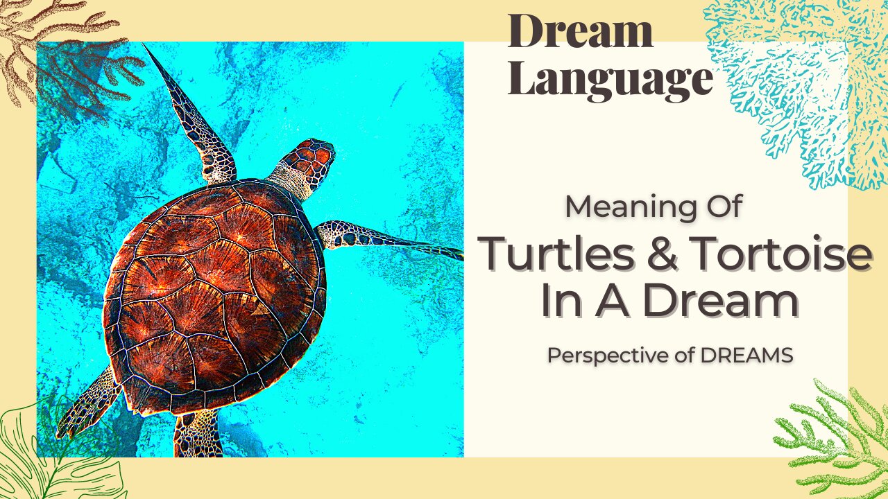 Meaning Of Turtles And Tortoise In Dreams | Biblical & Prophetic Meaning