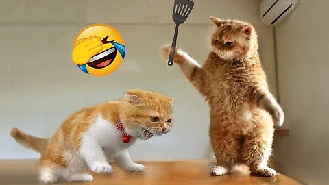 Funniest cats 😹 — Dont try to hold back laughter 🤣😂