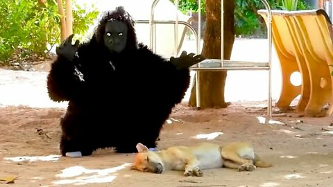 Fake Gorilla Prank With Dog | Super Funny😂😂