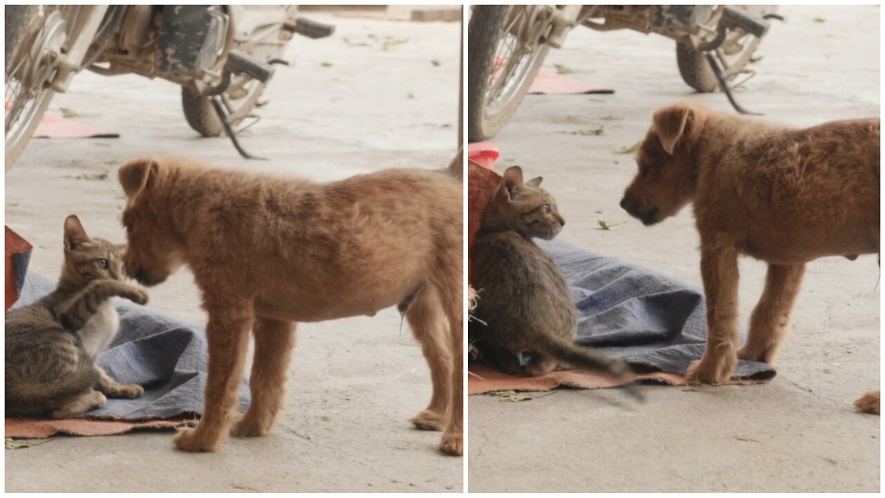 A puppy trying to play with a kitten 😁🤔😲