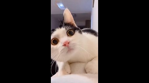 Funny cat