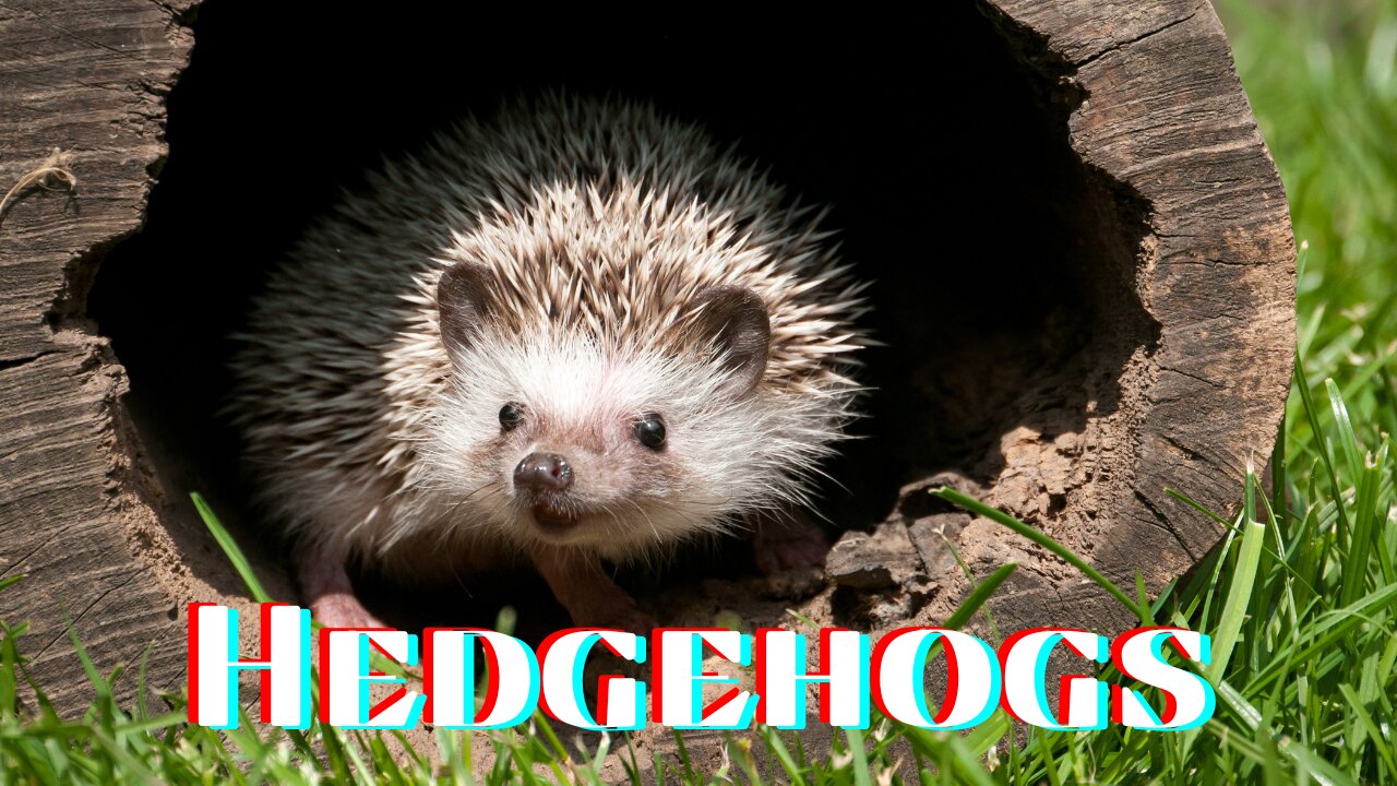 Adorable World of Hedgehogs