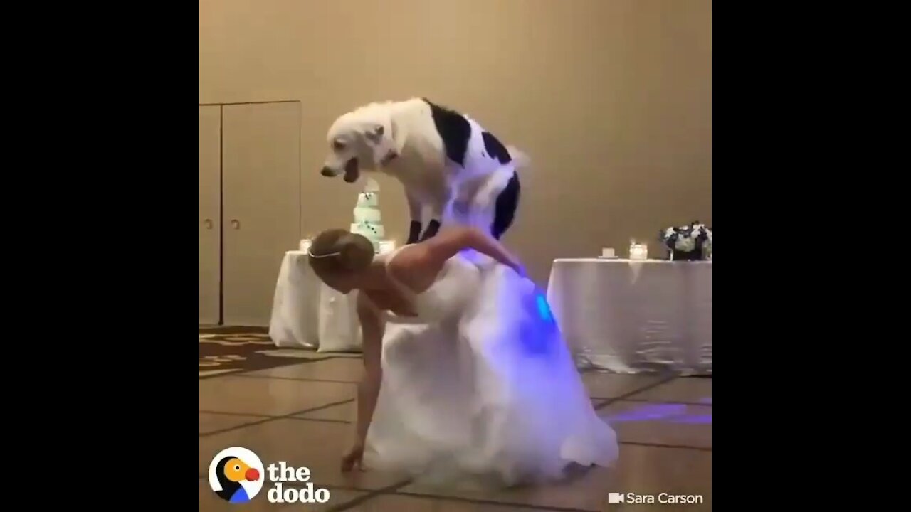 Best wedding dance 💃 💖 have you seen your 🐕 dancing like this?😏