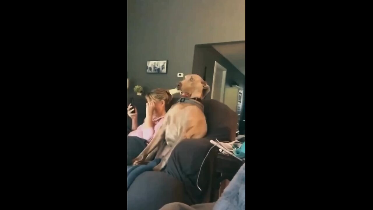 Dogs jumping on the couch 😂(funny video)