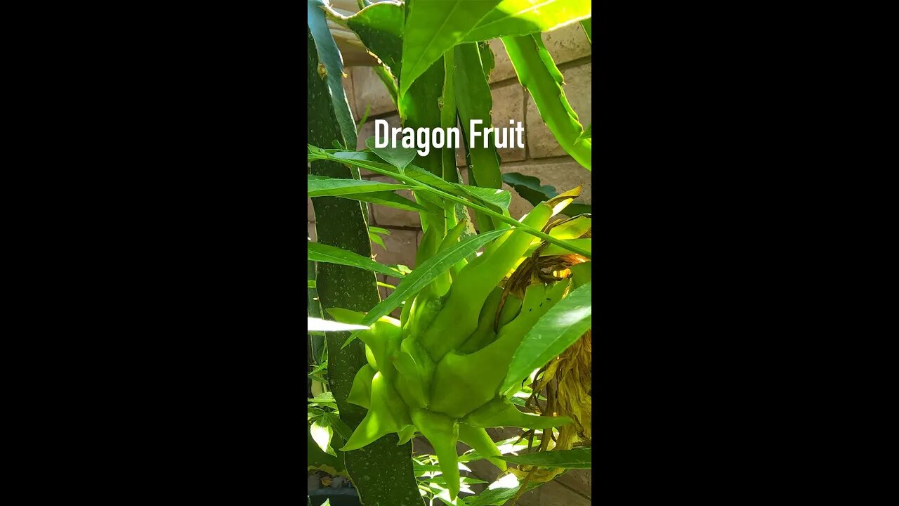 Dragon Fruit - GreenMangoes #viral #shorts #fruit #dragonfruit #tropical #grow #gardening