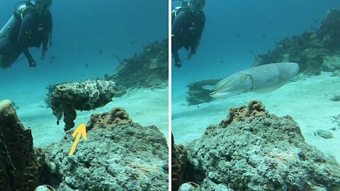 Color Changing Cuttlefish