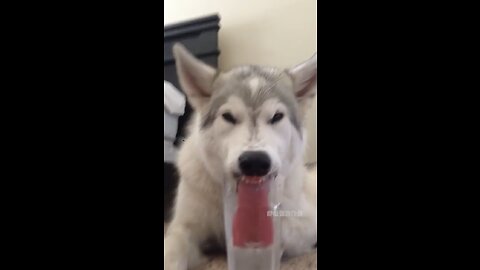 Dog Wants to Drink Water from a Cup, and Comes Up with a Funnier Way