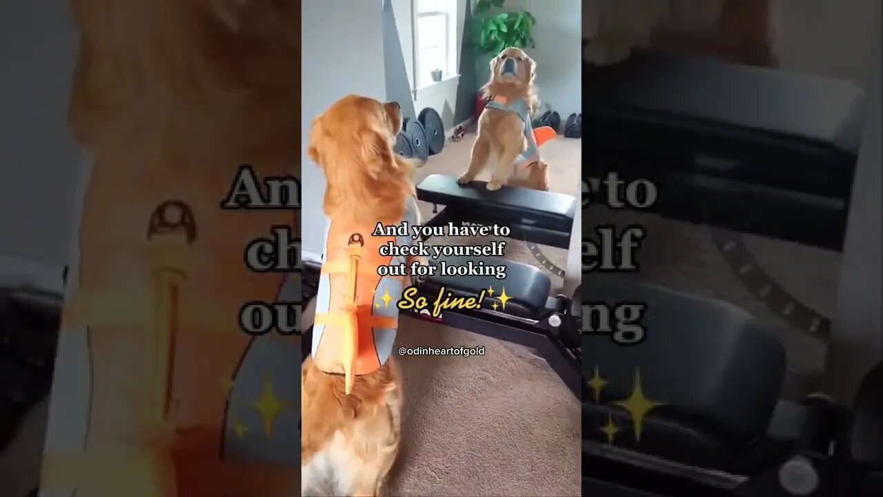 Dog Video#shorts