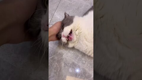 Cats of Tiktok | Funny Cat Tiktok Videos