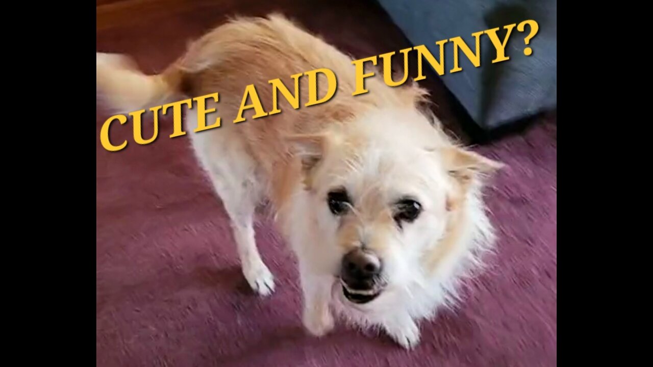 Cute and funny trend