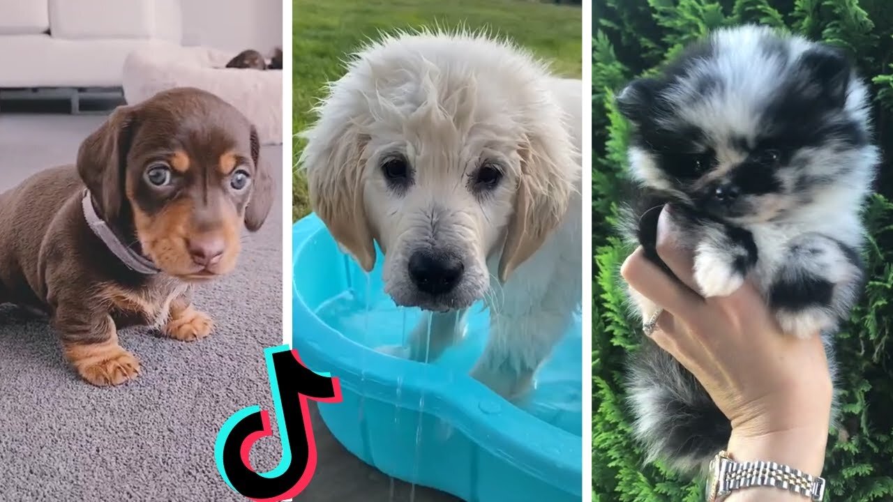 Funny Dogs of TikTok Part #17 🐶