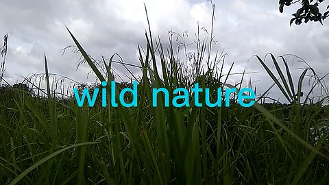 wild nature