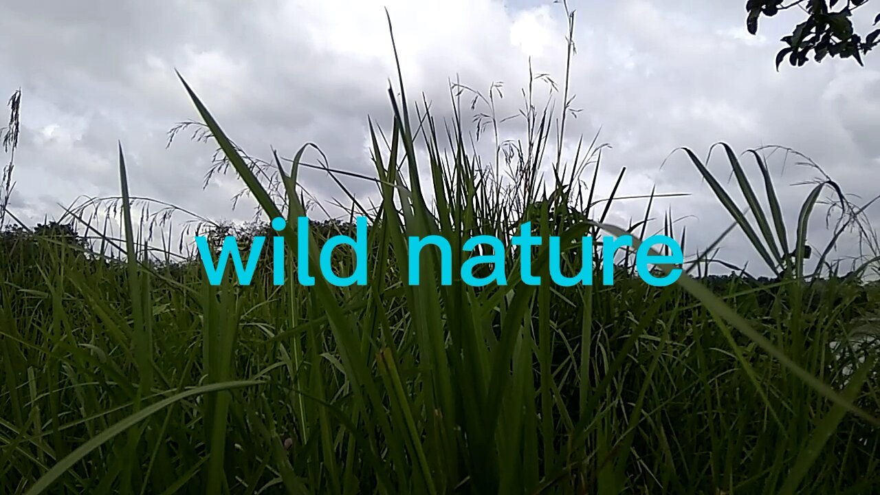 wild nature