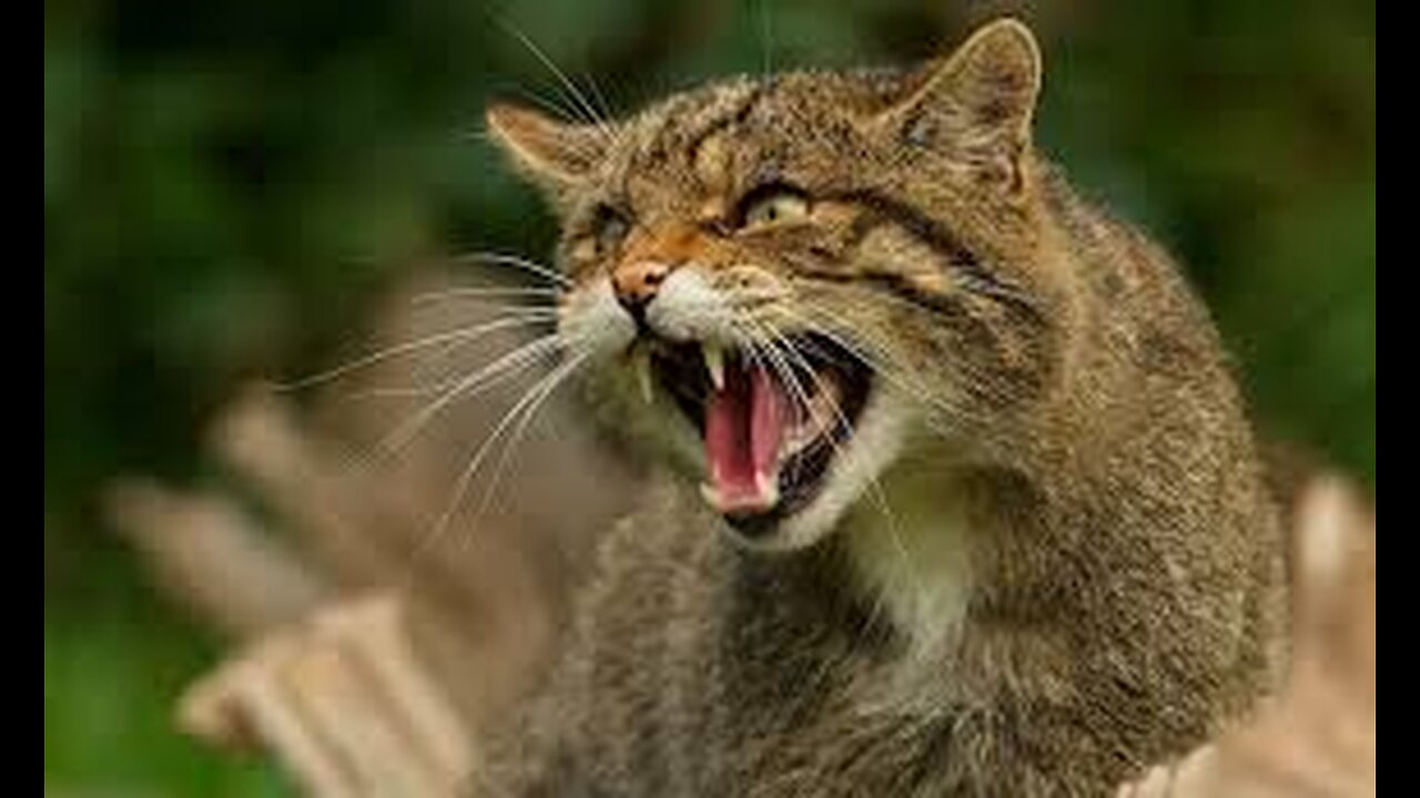 The Elusive World of Scottish Wildcats: Rare Footage Revealed