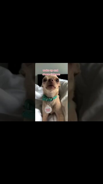 This Dog Woke up and Chose Violence