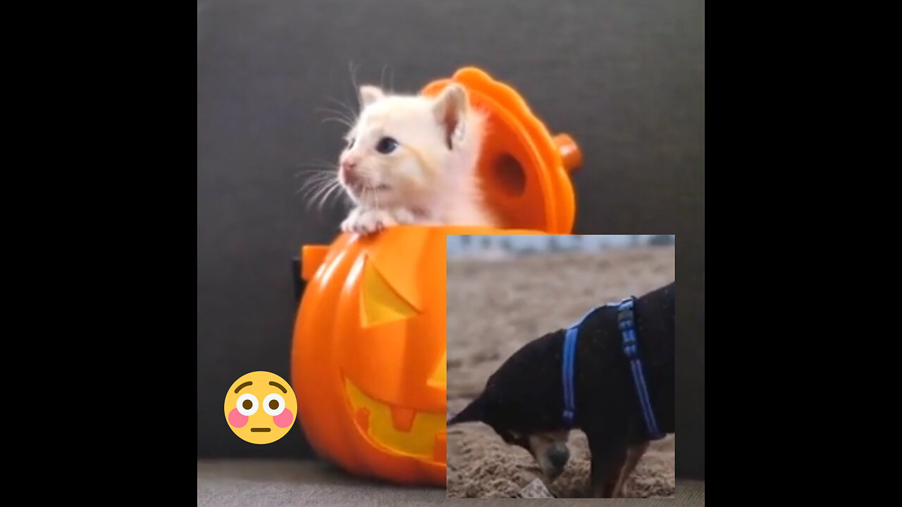 Cute Baby Animals Video compilation Cute Moment of the animals – Cutest Animal On Earth#2