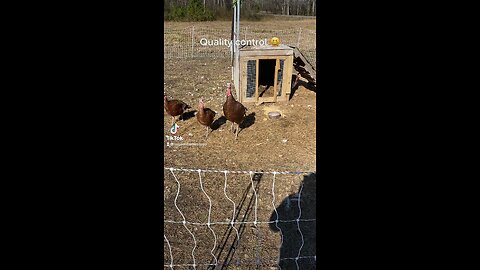 Poultry fun