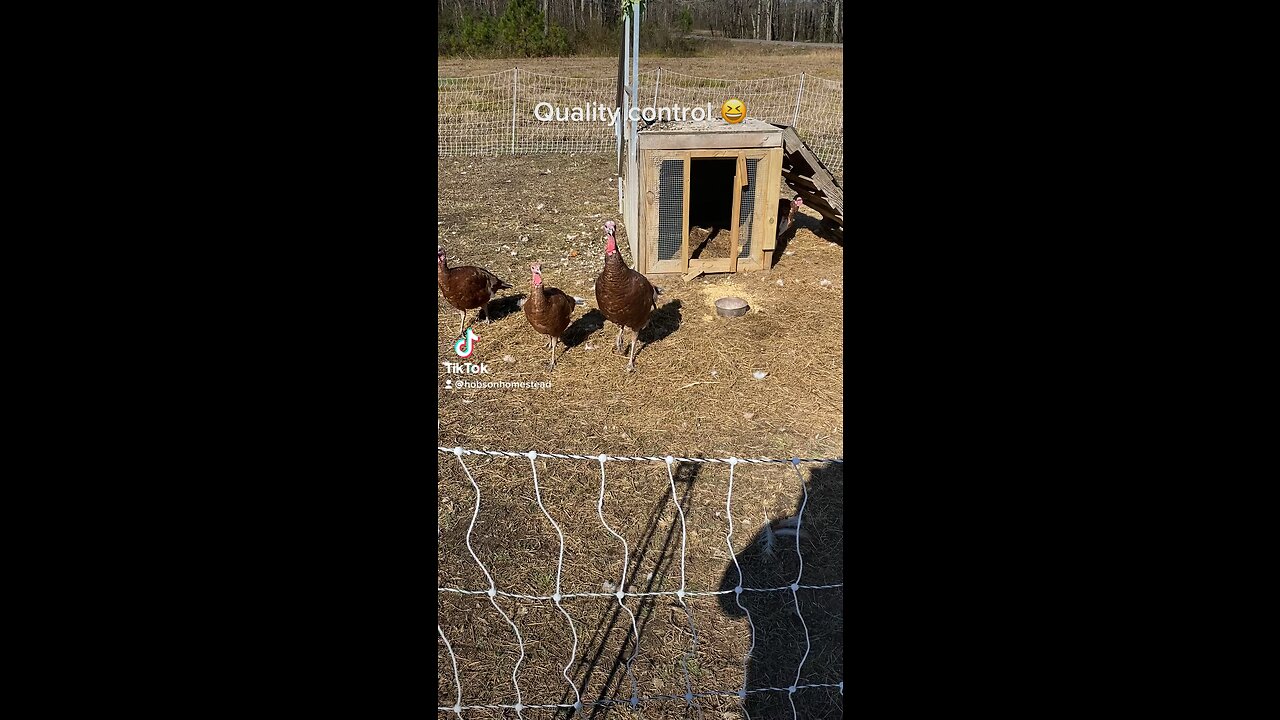 Poultry fun