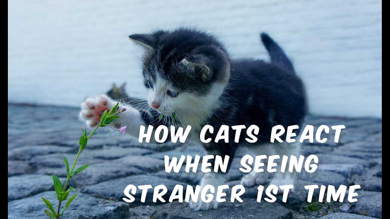 How Cats React When Seeing Stranger 1st Time - Running or Being Friendly 10? | Viral Cat