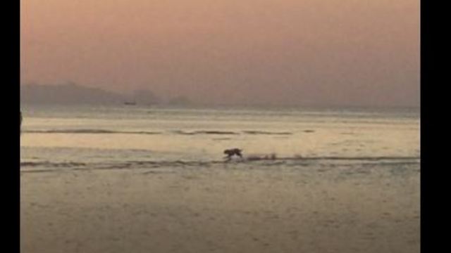 Dog Happily Running On Beach In Paradise Will Make Your Day!