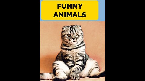 funny animals #shorts 01