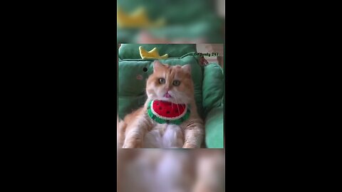 cat funny video