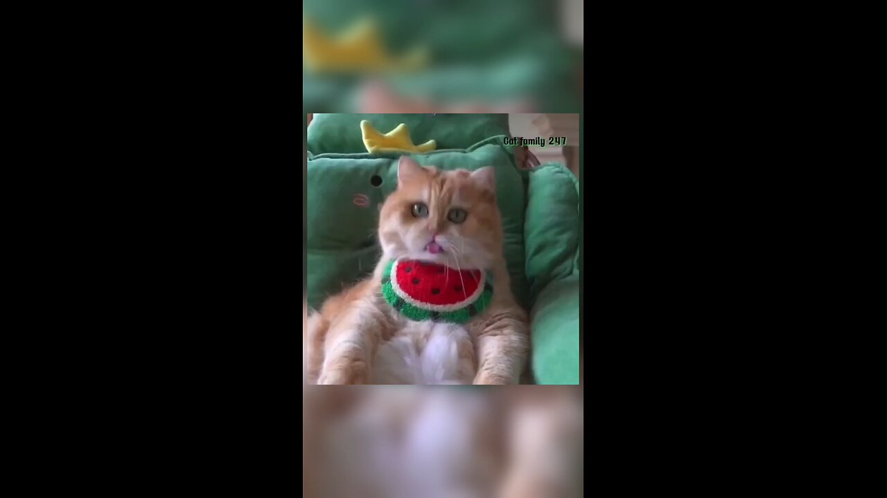 cat funny video