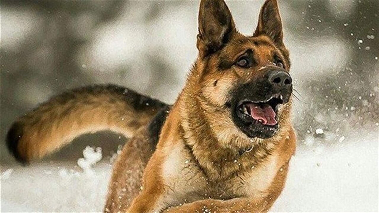 attack dog