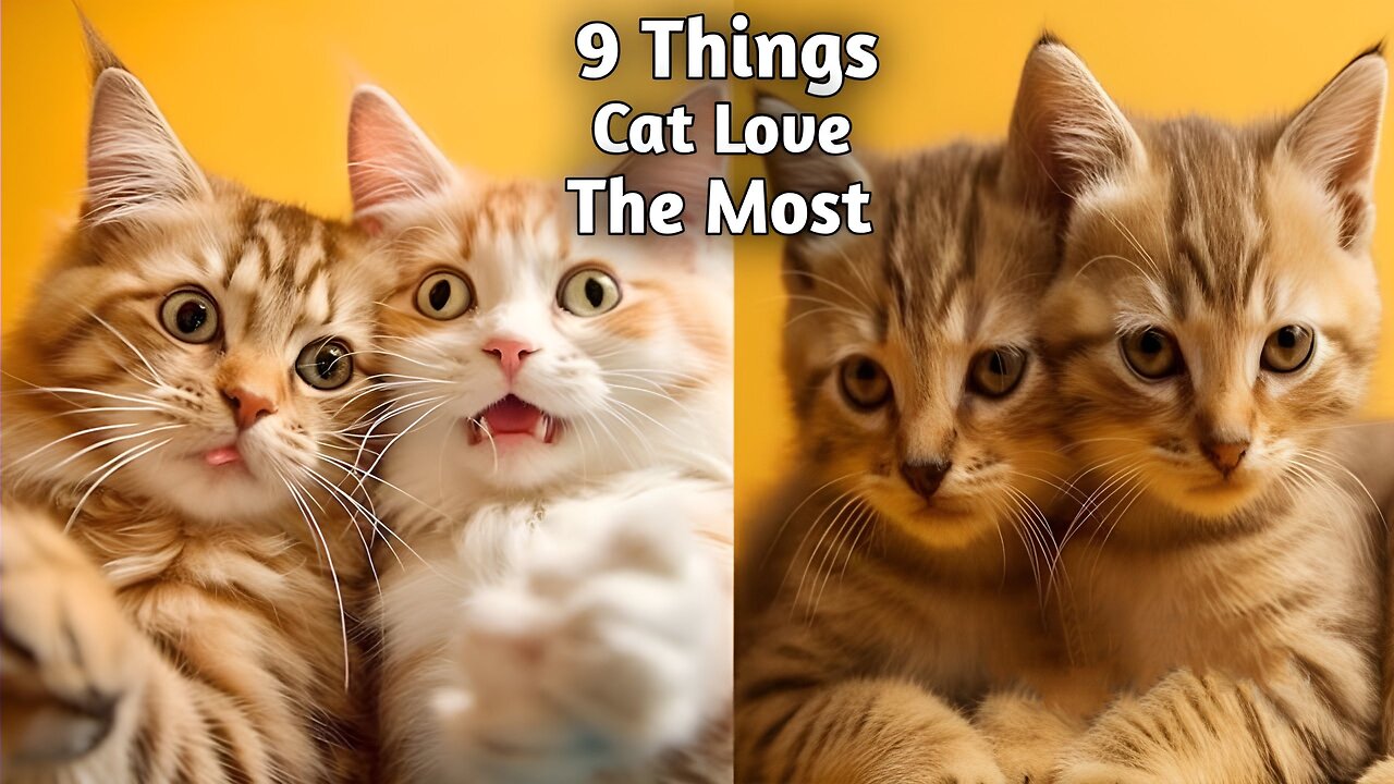 9 Things Cat Love The Most Part 1 2023