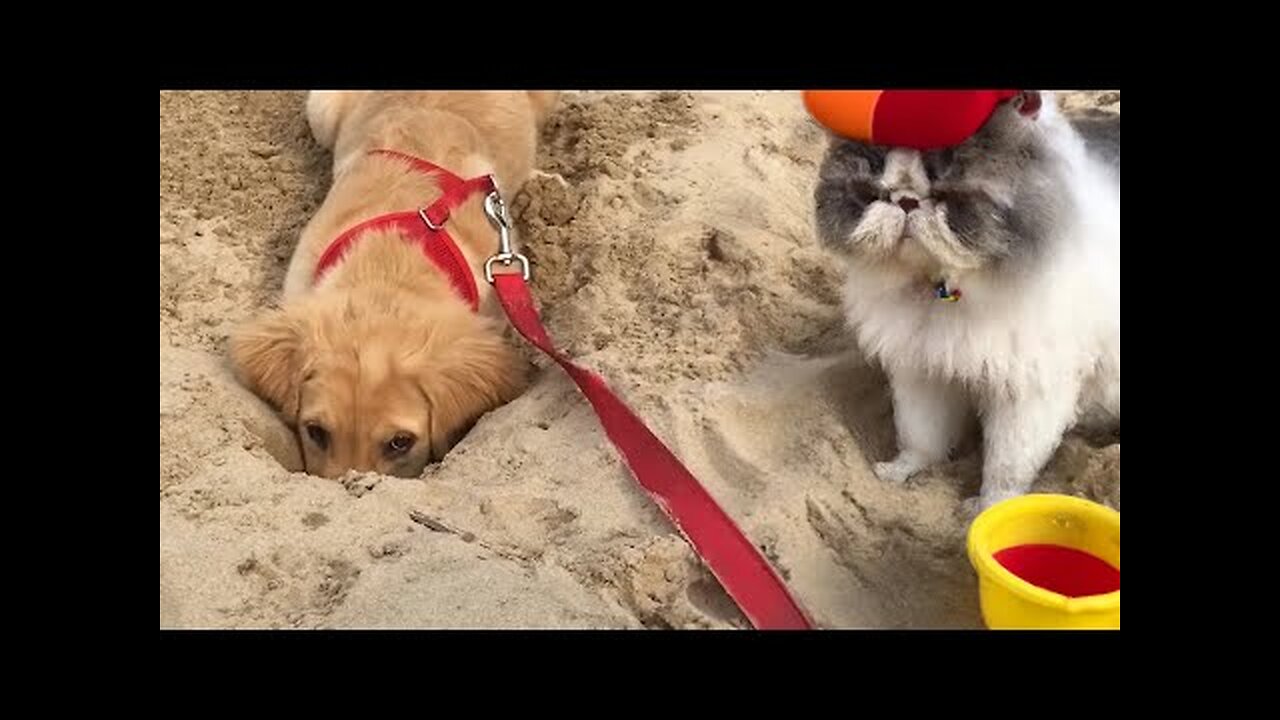 CATS VS DOGS - TRY NOT TO LAUGH FUNNY CAT & DOG FAILS VIDEOS 2022