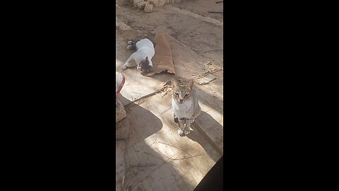 Cat playing with stones