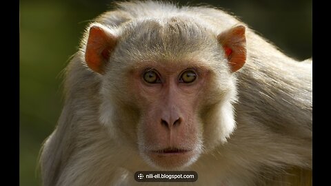 Bukit Tamah Monkey Man