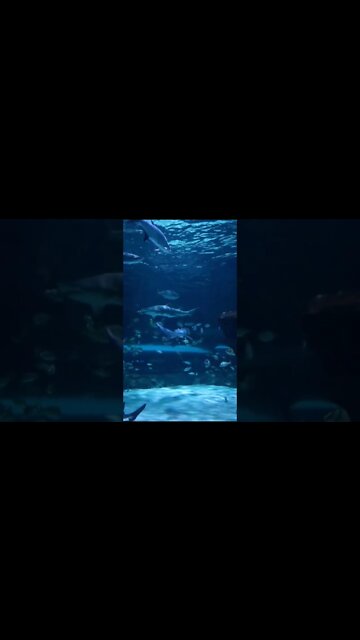 Pine knoll shores sharks