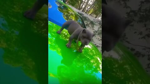 Ohh Noo daddy’s back get this viral | #shorts | #viral | #funny