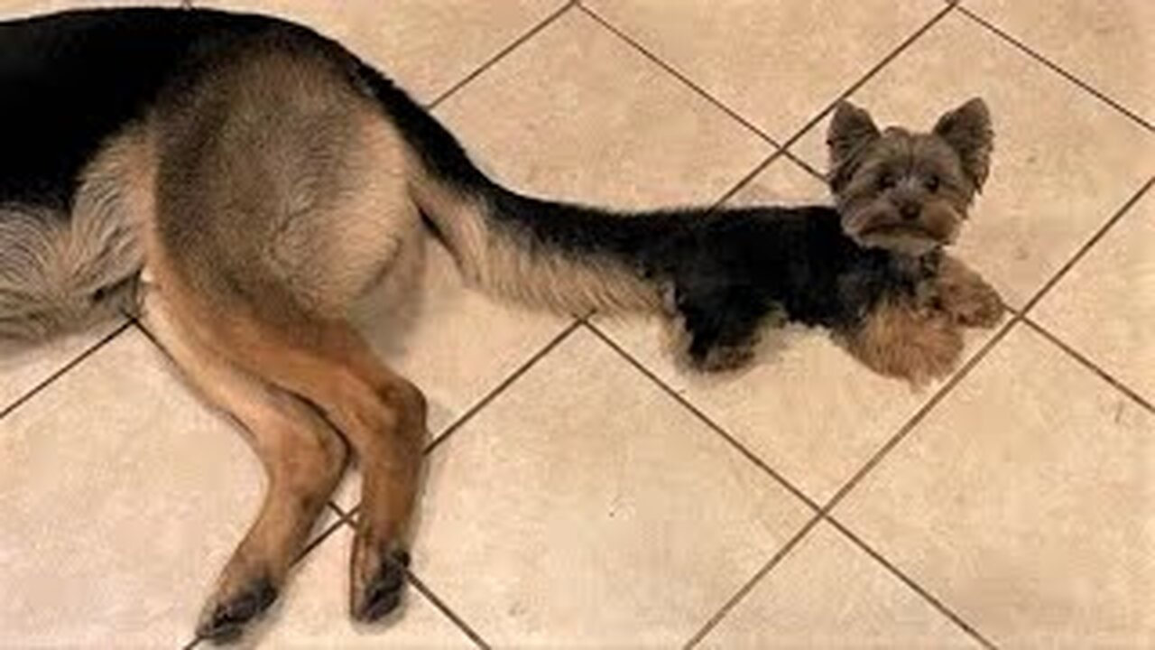 Best Funny Animal Videos 2023 - Funniest Cats And Dogs Video - Part - 26