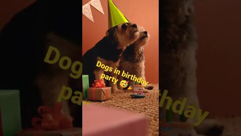 cute dogs in birthday party #animals #dog