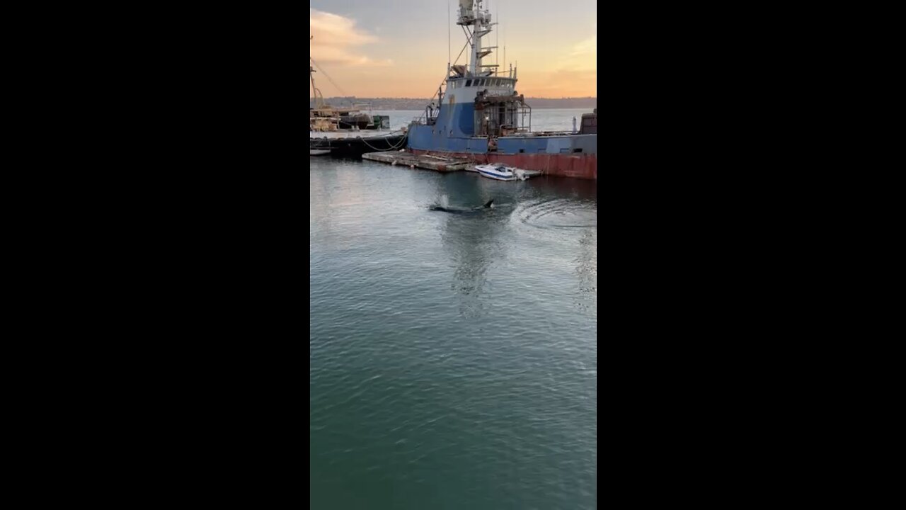 Huge Orcas Swim Right Through Marina