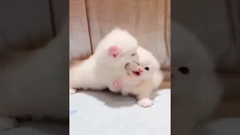 cute cat videos 😹 funny videos 😂 605 😻