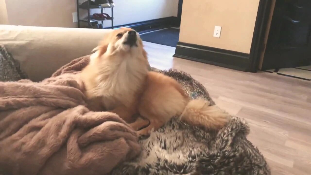 Pomeranian singing after watching YouTube video for dogs