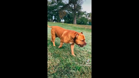 GIANT Pit Bull struts through the park! 🐅🦁