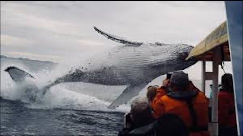 Whale jumps out of nowhere during sight seeing tour.
