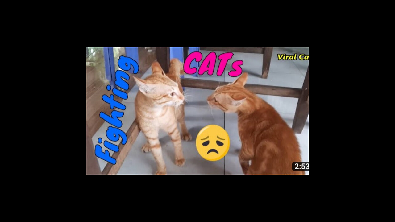 Cats Fighting and Meowing - These Two are Bloody Brothers Viral Cat