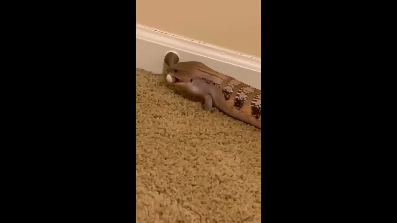 poiiiiiinnnnnnnnng